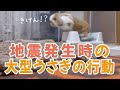 地震発生時のうさぎさんの行動【フレンチロップ】French lop