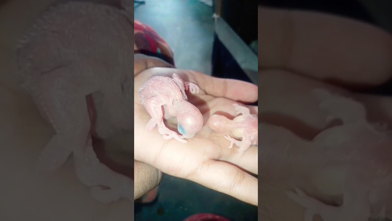 Orphaned Bird's Egg Gets a Second Chance To Become a Tiny Baby Bird parrot
