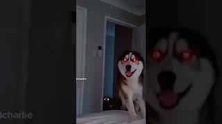 Кто тоже боится smile dog?😭