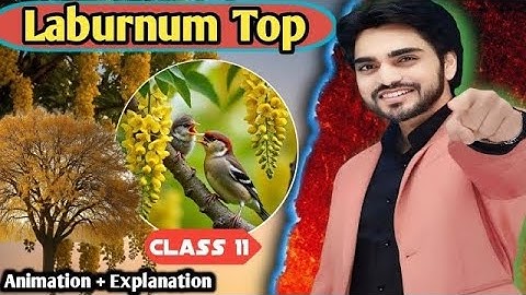 The Laburnum Top || Class 11 English || Poem  | Full Explanation By dear sir with summary Ques / ans