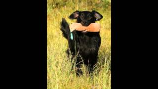 Прямошерстный Ретривер/Flat-Coated Retriever (порода собак HD slide show)! Прямошерстный Ретривер/Flat-Coated Retriever (порода собак HD slide show)!