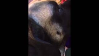 Mastiff poo