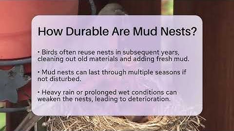 How Durable Are Mud Nests? - Bird Watching Diaries