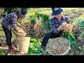 Harvesting Peanuts goes to the Market to Sell - Cattle care - Build Life in Farm | My Free Life