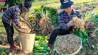 Harvesting Peanuts goes to the Market to Sell - Cattle care - Build Life in Farm | My Free Life