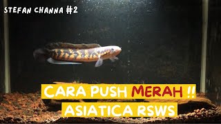 CARA PUSH RED STRIPE CHANNA ASIATICA RSWS #treatmentchannaasiaticarsws