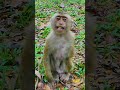 Little Tinky Monkey’s Funny Standing Pose 🐒 Stand