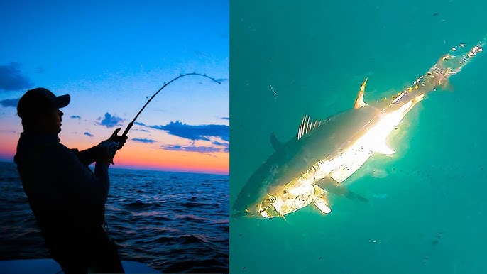 Bluefish on the Flats, Cape Cod, MA