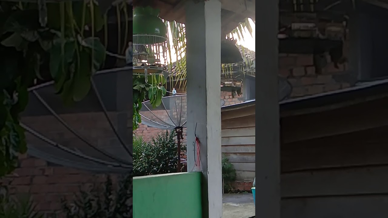 Burung perkutut asli lokal alam. Suara sungsung 