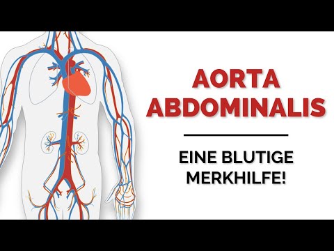 Alle Abgänge der Aorta abdominalis lernen: Merke dir die Äste langfristig! -  Easy Anatomie lernen!