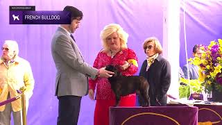 French Bulldogs | Breed Judging 2024