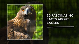 20 Incredible Facts About Eagles 🦅 | Mind-Blowing Eagle Facts You Need to Know!