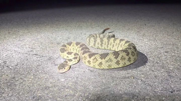 Road Cruising Great Basin Rattlesnakes