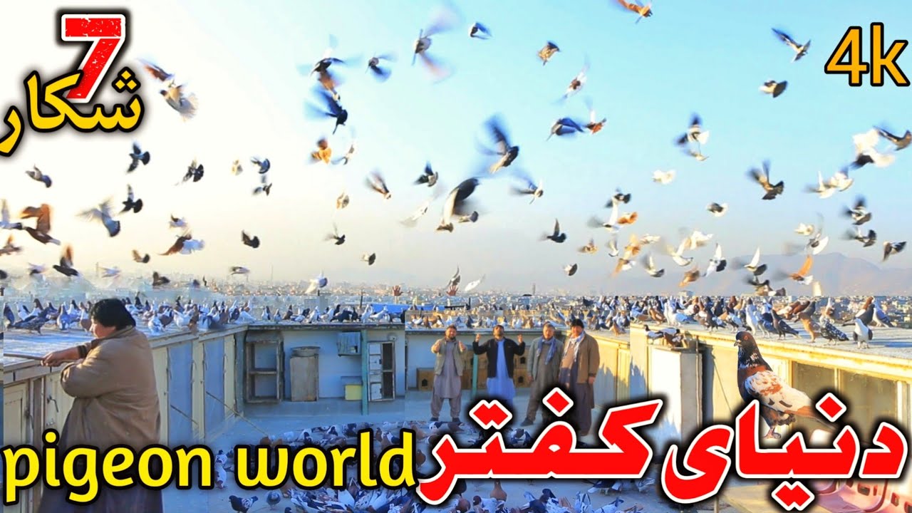 7 شکار در دو ساعت- بلندترین بام بزرگترین خیل 500 کفتر | انتیک و کمیاب - بار اول است می بینید