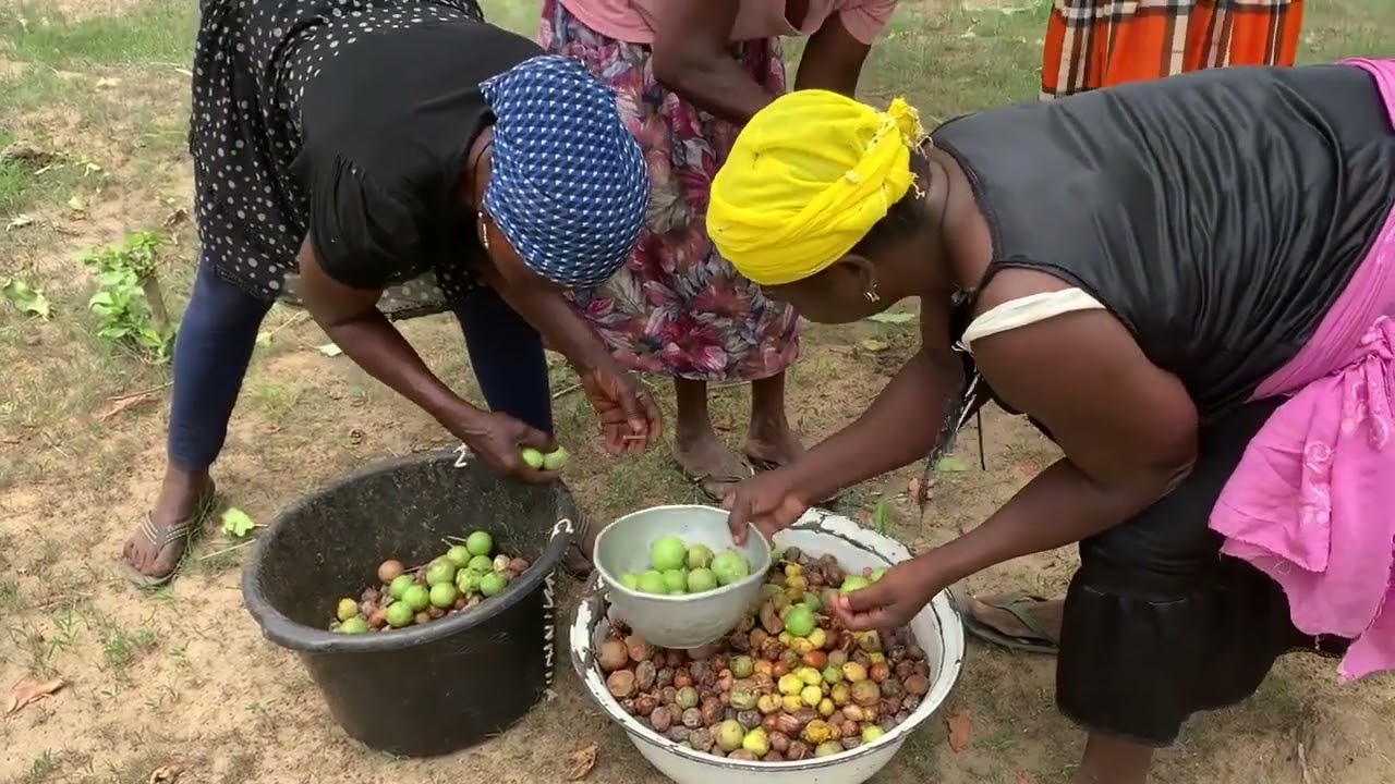 Picking Shea Fruit In The Forest