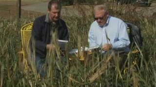 Barley Patch Brunettes - Basic Brewing Video - 11-15-08