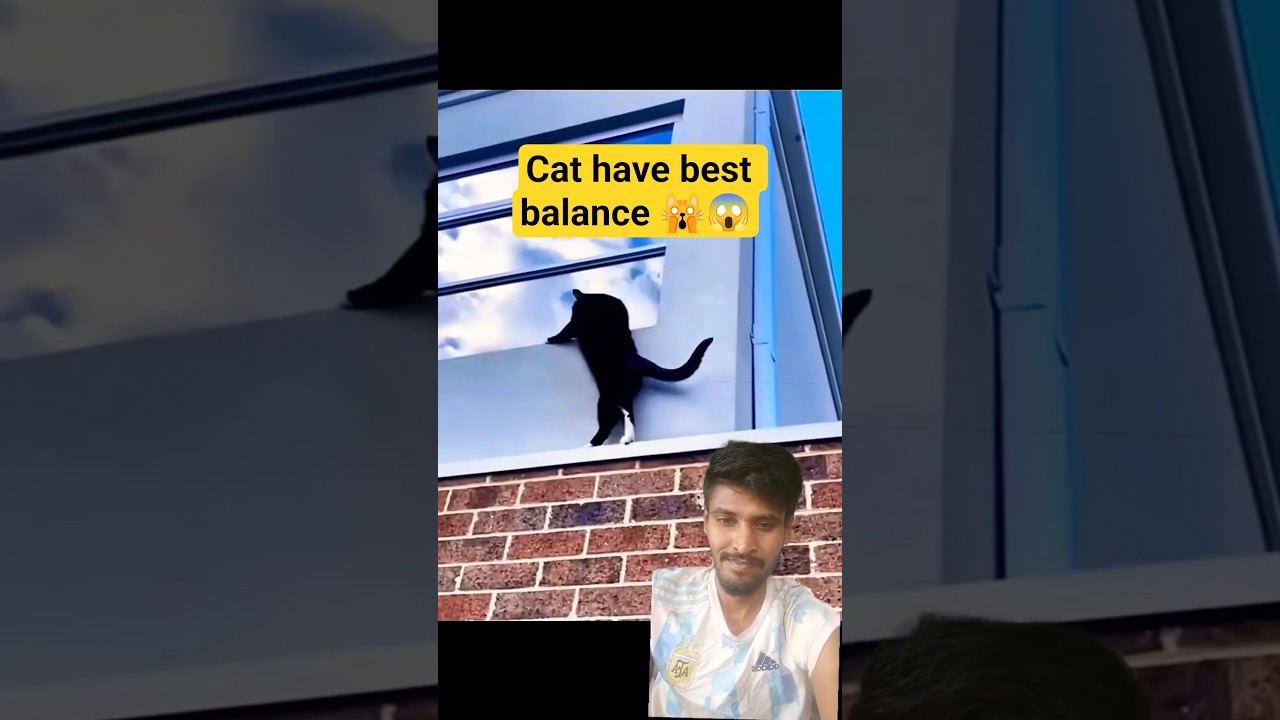"Cat’s Incredible Balance Skills 😲🐱 | Unbelievable Moments" 