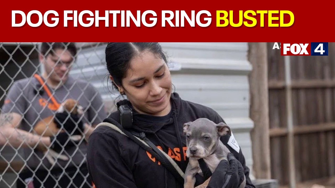 Dallas dogfighting bust leads to 200+ rescues
