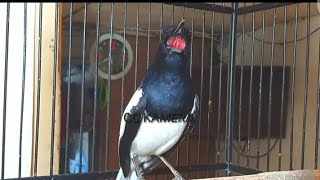 Suara kacer,,,,KACER PETARUNG CARI LAWAN FIGTER CEPAT TINGKATKAN EMOSI KACER