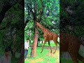 ￼yaar Tera Hero khalnayak ho gaya / tree se bahar nikalne wala #trendingshorts #ytshorts #vfx ￼