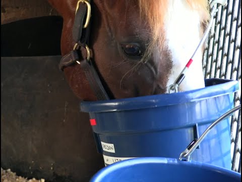 Equine Nutrition Research Palatability Studies