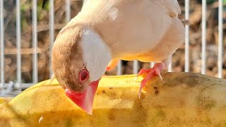 Celebrity Java sparrow singing sound: after sing song so hard then ready to eat. It wonder about new food. Profile