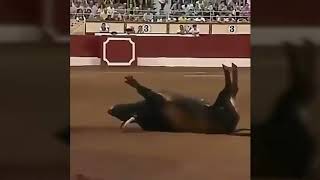 Video binatang kocak