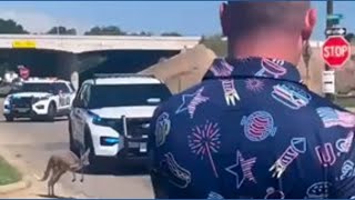 Déjà 'Roo: A Kangaroo escaped it's Waco Rescue again