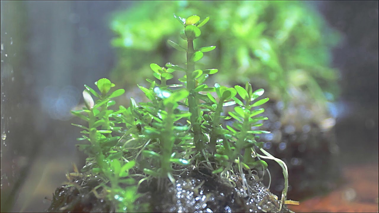 Амания бонсай результаты роста за 1,5 месяца