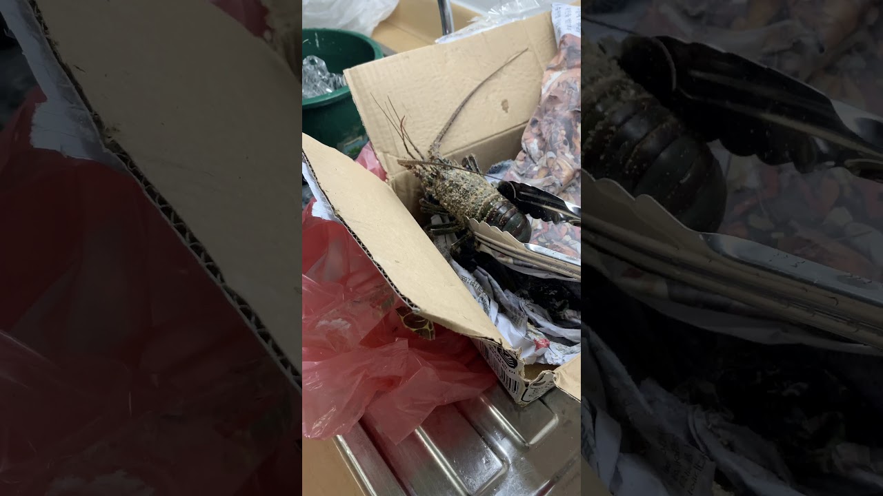 How to put Lobsters to sleep YouTube