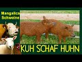 KUH SCHAF HUHN Folge 8: Mangalitza-Schweine bzw. "Ungarische Wollschweine", Mangalica pig