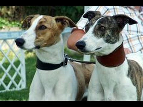 Galgo Hungaro - Magyar Agar - Razas de Perros Galgo Húngaro. Origen, Características, Alimentación, Cuidados y Curiosidades