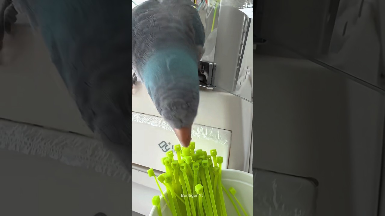 The Pigeon Built Its Nest Using Plastic Zip Ties!