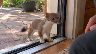 She Released This Wild Stoat — But He Kept Coming Back