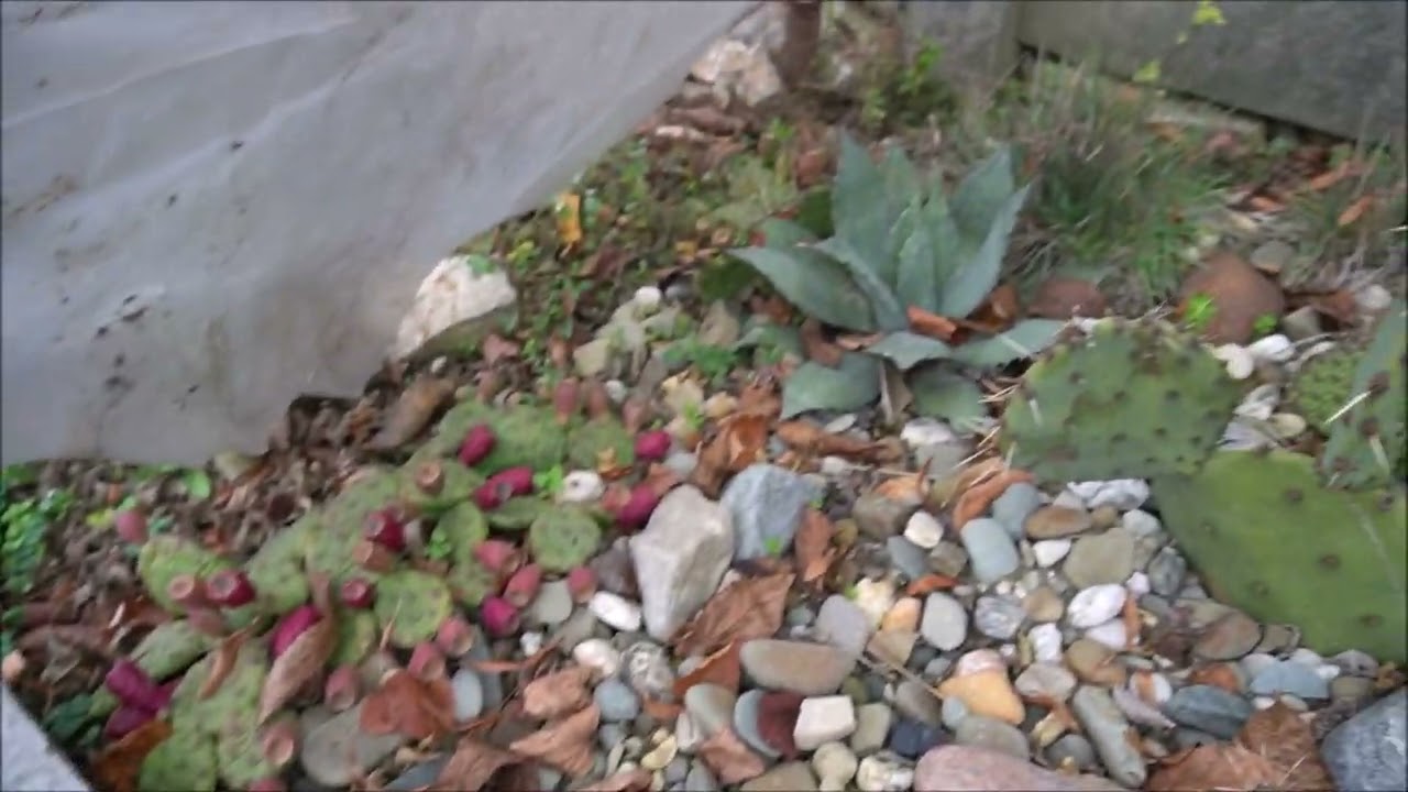 Przegląd roślin zimozielonych przez zimą!🥶❄