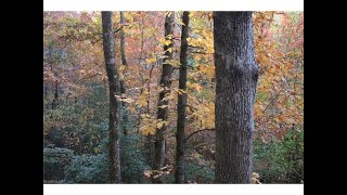 Lots And Land for sale - lot 10 Forest Trail, Balsam Grove, NC 28708