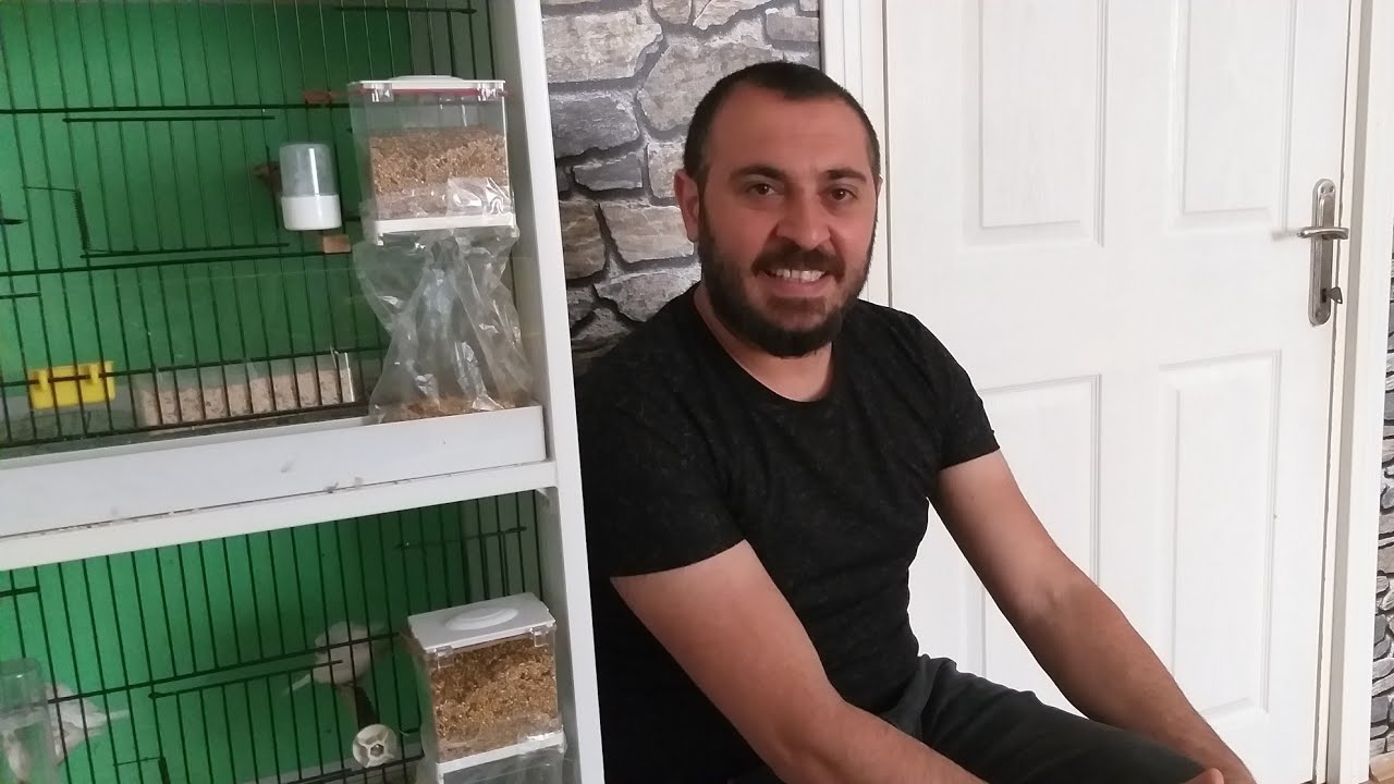 #bengalasefinch #societyfinch #bird bengal ispinozu alırken nelere dikkat etmeliyiz?