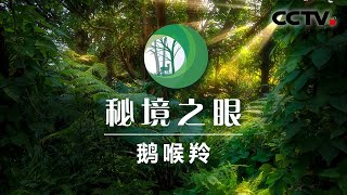 鹅喉羚顶着烈日在荒漠中穿行 20200711 | 《秘境之眼》