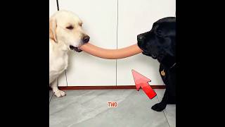 This dog teaches us what a true friend is. 🐶❤️