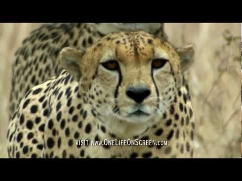 Cheetahs stalking Ostriches | One Life | BBC