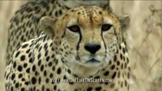 Cheetahs stalking Ostriches | One Life | BBC