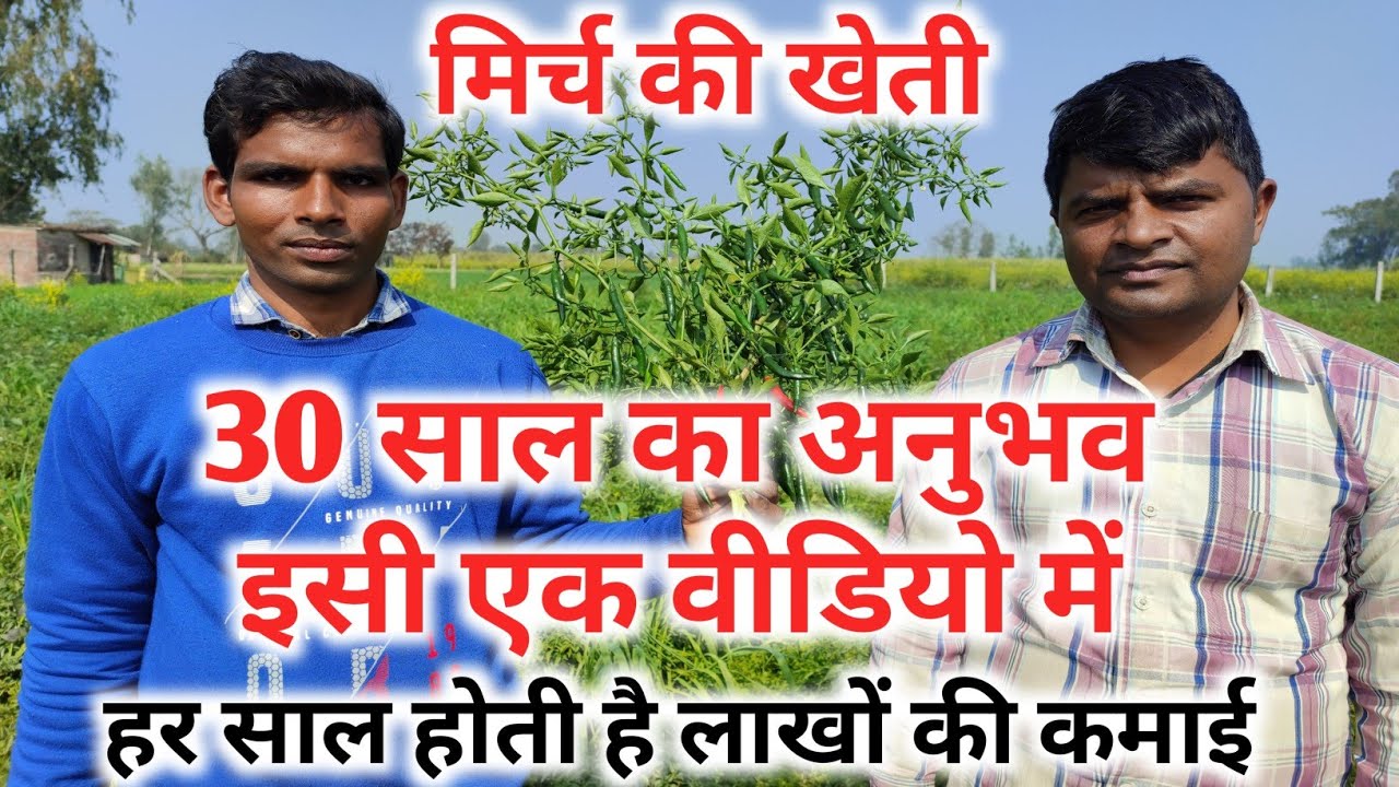 मिर्च की खेती की सम्पूर्ण जानकारी | Chilli Farming in Hindi | Green Farm