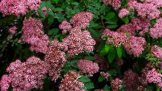 Himalayan Spirea covers the hillside with delicate rosy pink blossoms screenshot 1