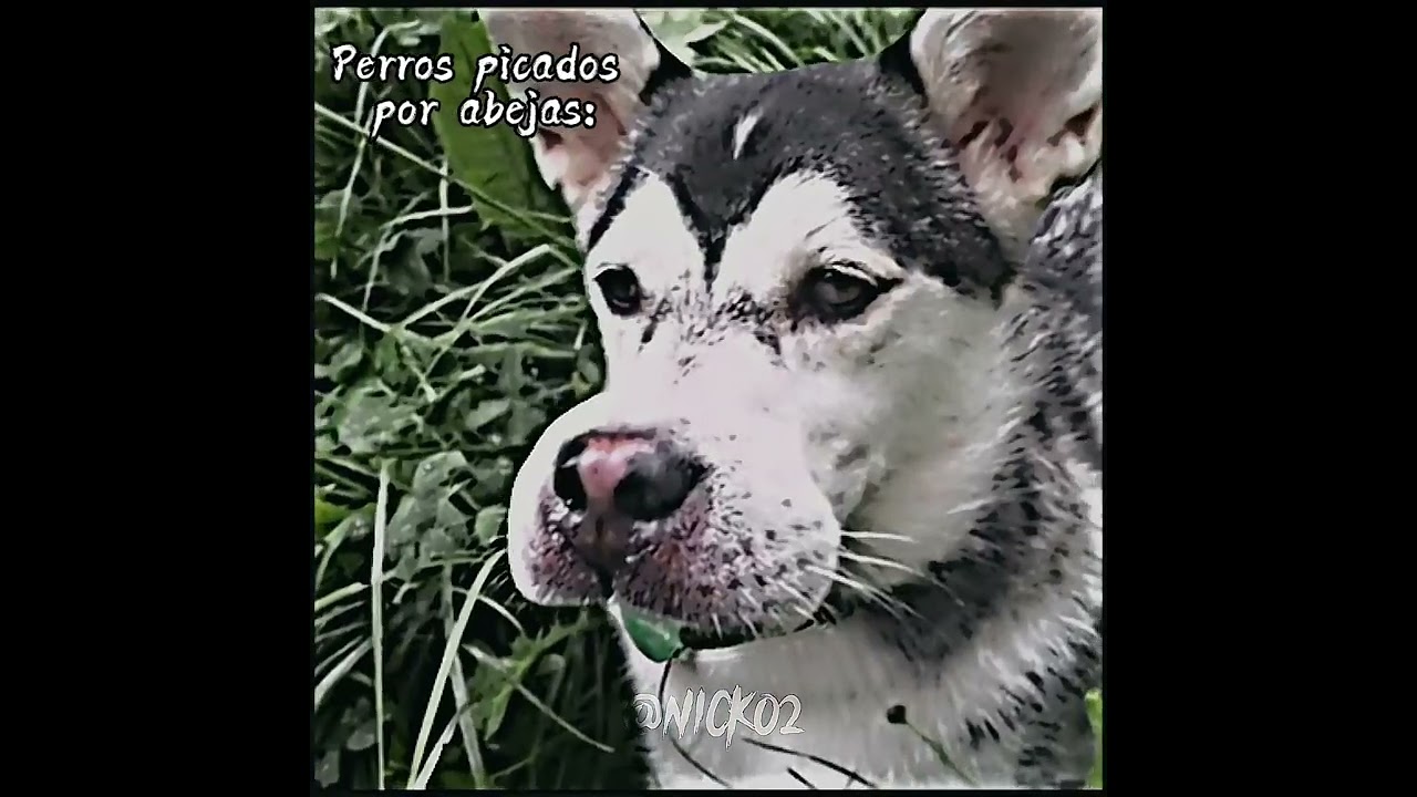 perros picados por abeja vs gatos picados por abeja 