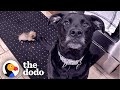 10-Ounce Puppy Terrifies 75-Pound Boxer | The Dodo Little But Fierce