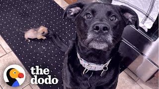 10-Ounce Puppy Terrifies 75-Pound Boxer The Dodo Little But Fierce