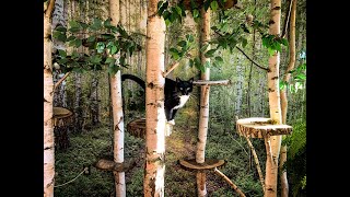 Indoor Cat Forest Build 2020 Catio by Catio Living 25,942 views 3 years ago 5 minutes, 9 seconds