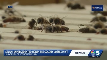 New study shows Vermont beekeepers suffered significant losses in 2024-2025 season