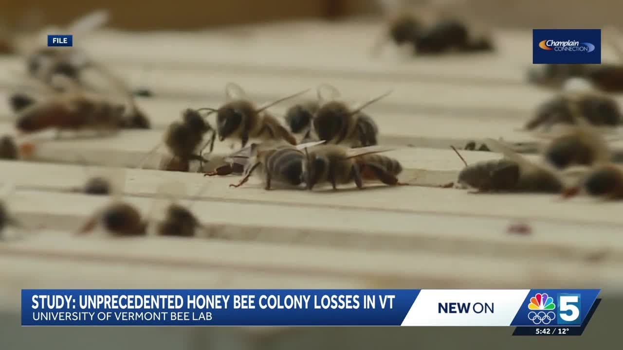 New study shows Vermont beekeepers suffered significant losses in 2024-2025 season