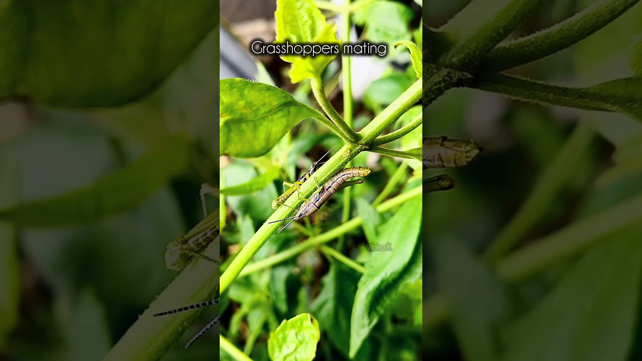 #grasshoppers #mating #grasshoppersmating #nature #shorts #natureshorts #insects #greenery #mate
